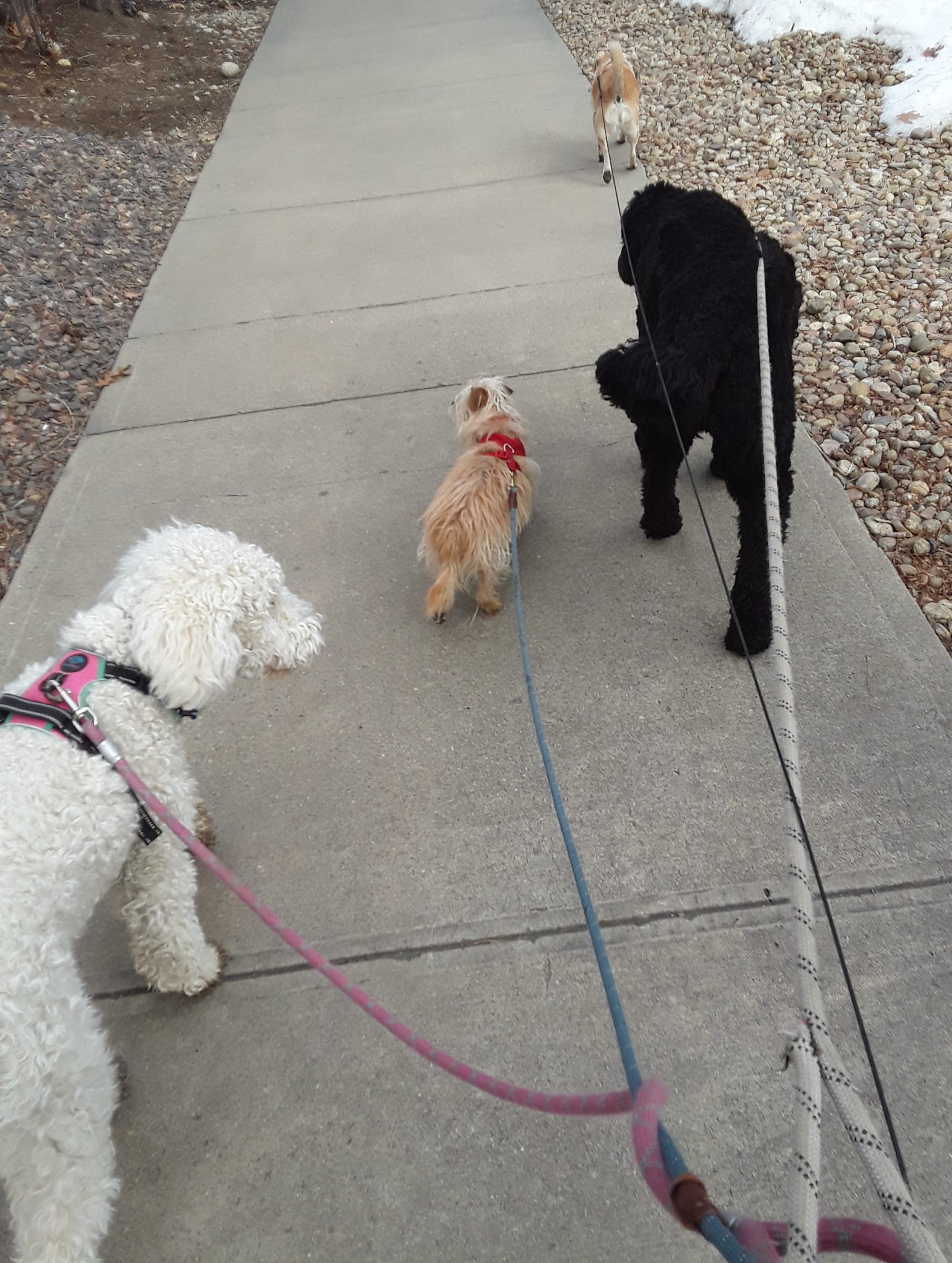 Photo of four dogs walking with Kenny